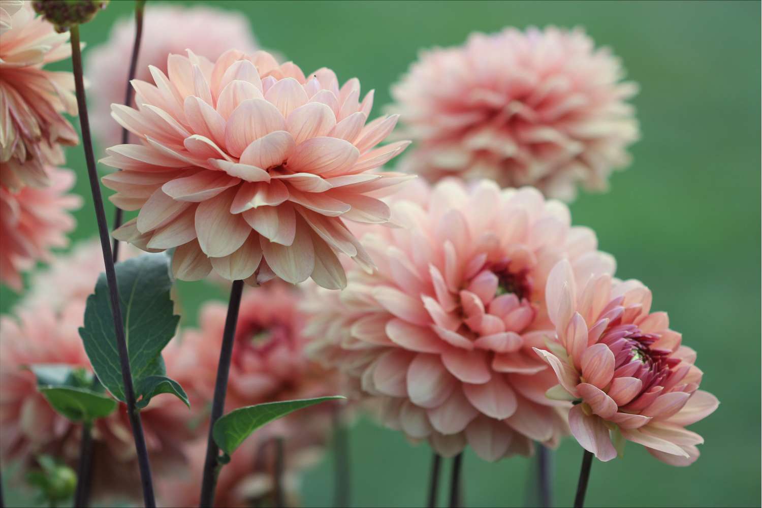 Dahlie ‘Château de la Bourdaisière’ - Dahlia